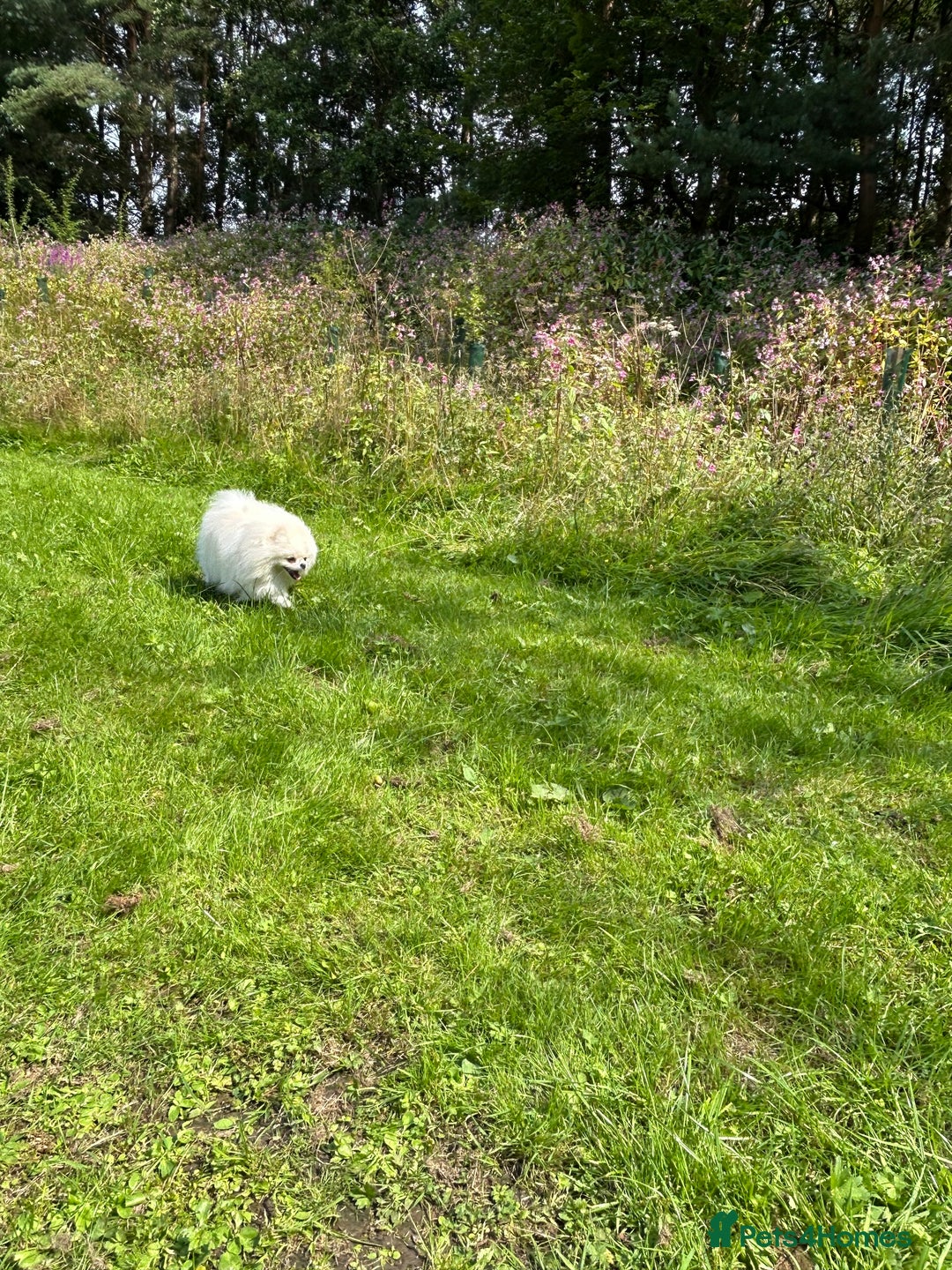 Pomeranian dogs for stud: Top Champion Lines KC White Pomeranian! - Image 10