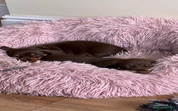 Miniature Dachshund dogs for stud: 🐾 KC Miniature Dachshund – Otto Von Krumm 🐾 - Image 16