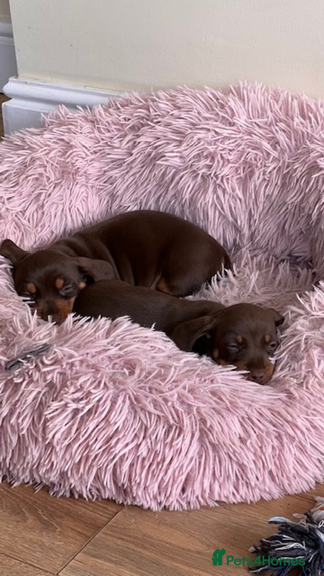 Miniature Dachshund dogs for stud: 🐾 KC Miniature Dachshund – Otto Von Krumm 🐾 - Image 16