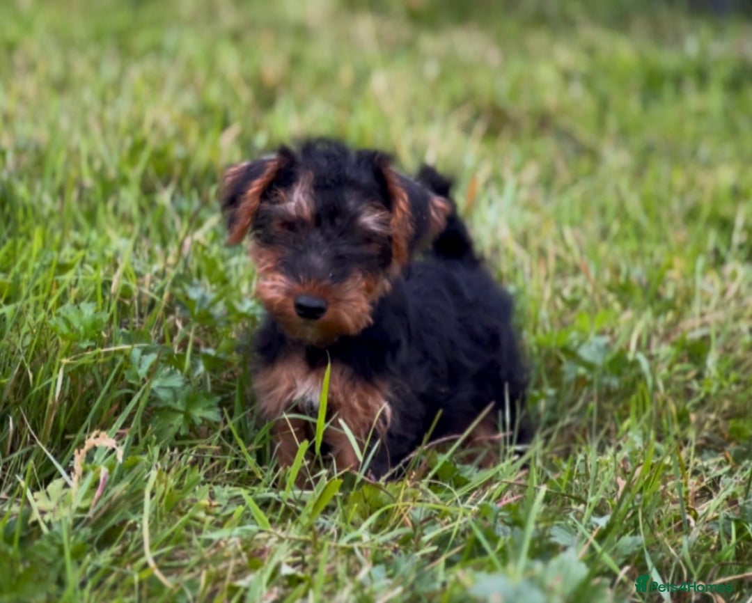 Welsh Terrier dogs for sale: WELSH TERRIER BOY PUPPY - Image 4