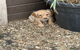 Cockapoo dogs for sale: Beautiful cocker spaniel x cockapoo - Image 3