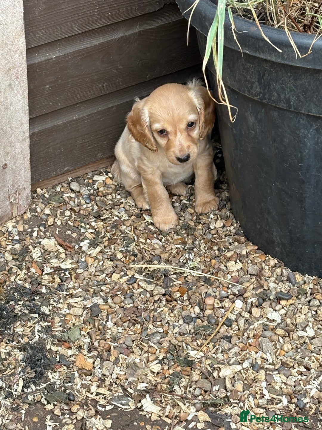 Cockapoo dogs for sale: Beautiful cocker spaniel x cockapoo - Image 3