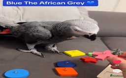 Parrots birds for sale: Parrot Tame & Talking 6 Yrs Old  - Image 5