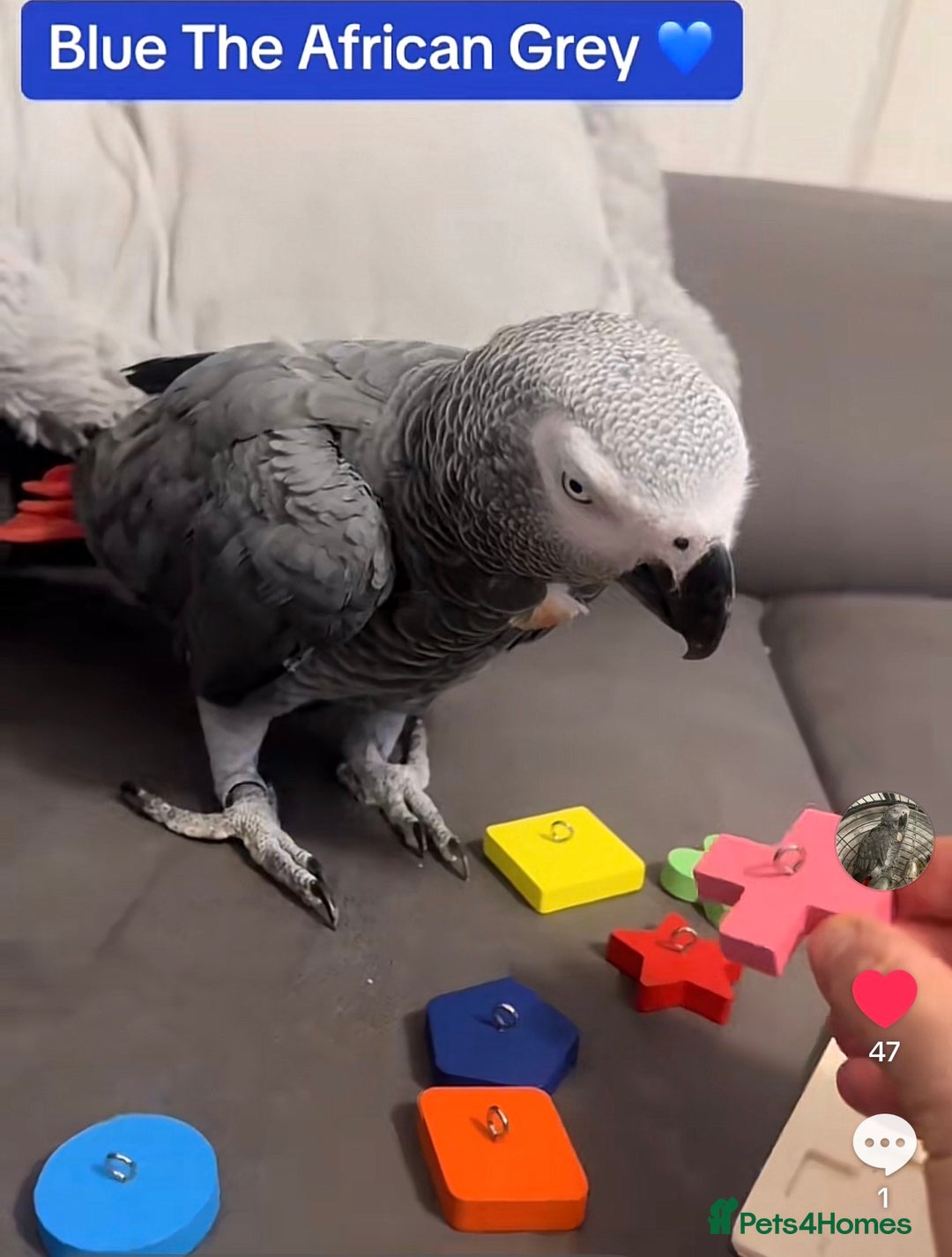 Parrots birds for sale: Parrot Tame & Talking 6 Yrs Old  - Image 5