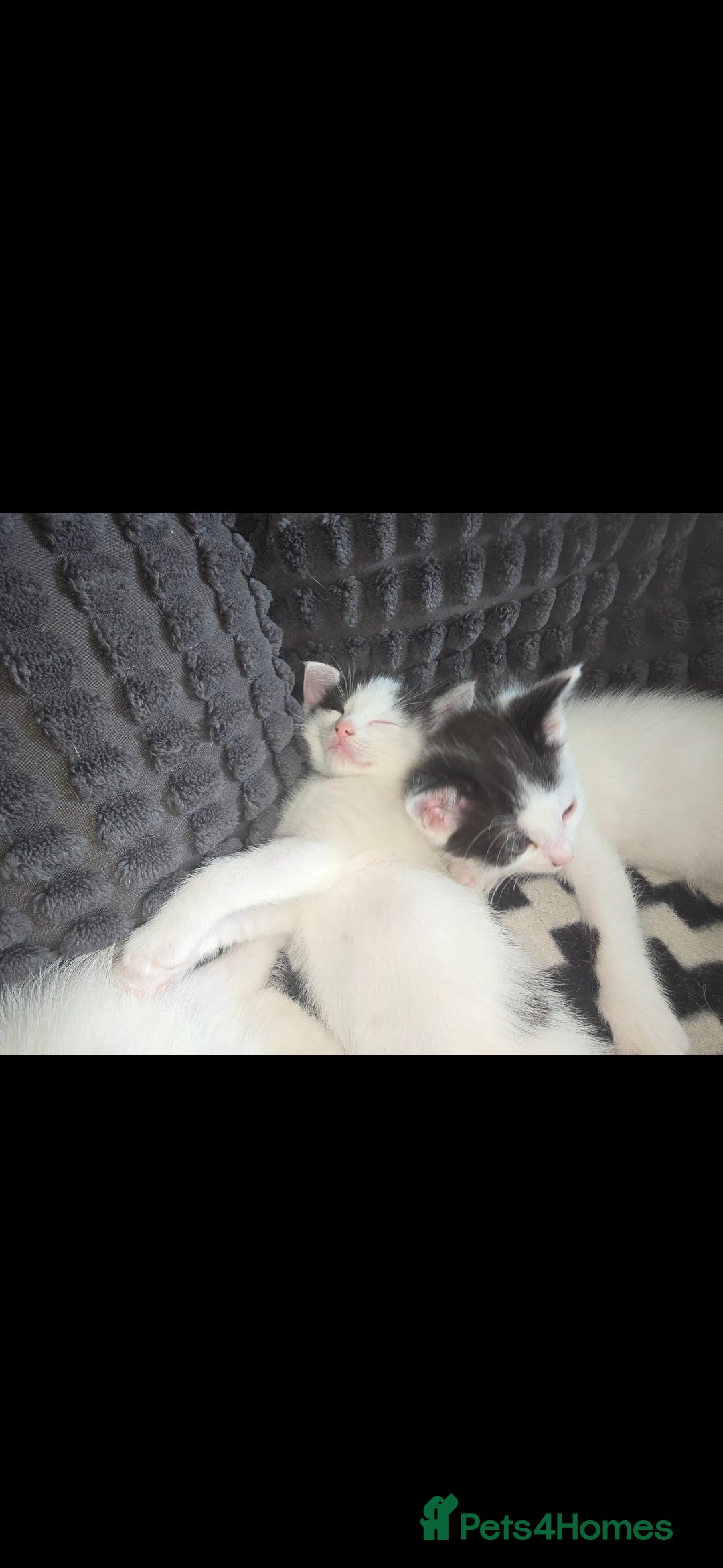 Mixed Breed cats for sale: Domestic short hair x Ragdoll - Image 7