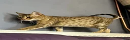 Savannah cats for sale: Stunning Savannah Queen–Looking For Forever Home ❤ - Advert 14