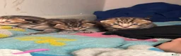 Mixed Breed cats for sale: 3 Absolute Stunning Patterned Kittens - Advert 12