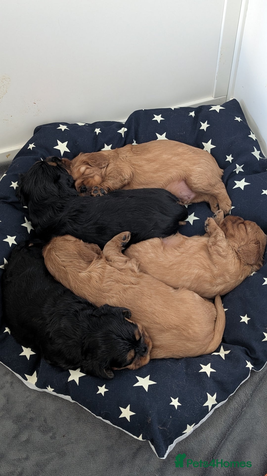 Cavalier King Charles Spaniel dogs for sale: Cavalier King Charles Spaniels beautiful pups - Image 1