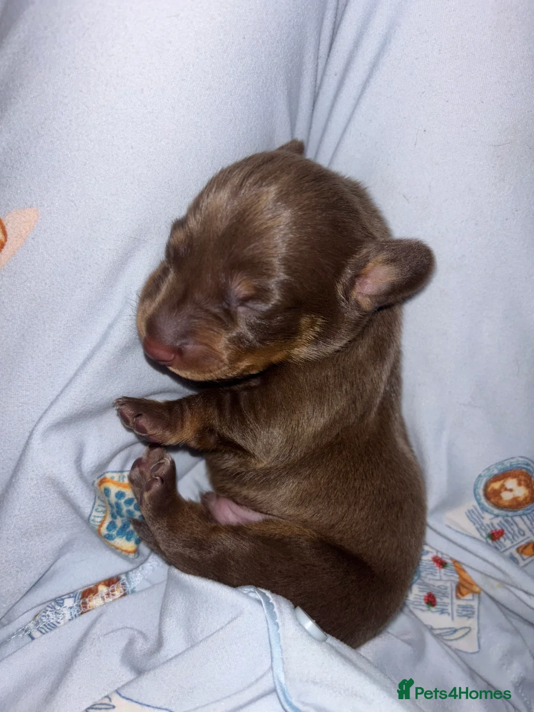 Dachshund dogs for sale: Miniature and standards dachshund pups - Advert 7