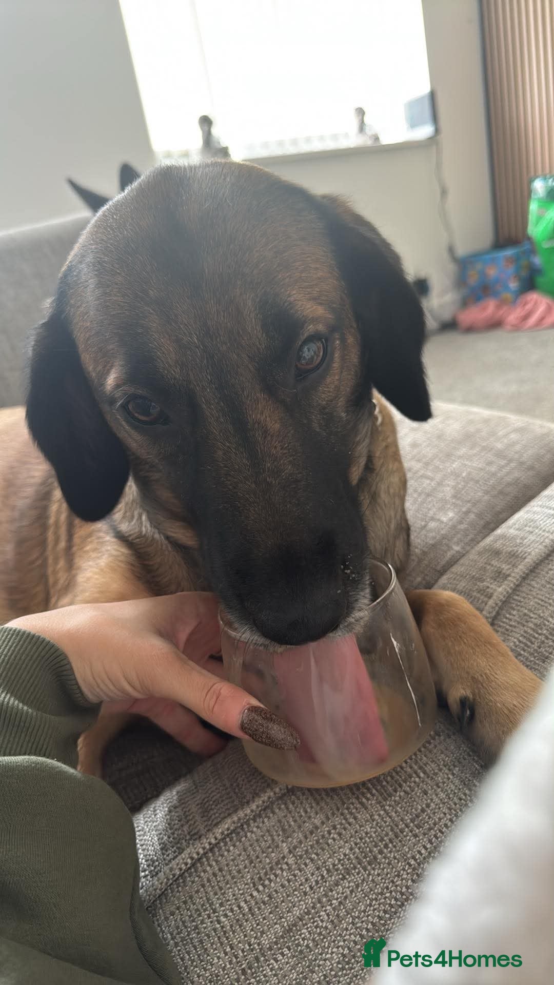 Mixed Breed dogs Looking for a great home.  - Advert 1