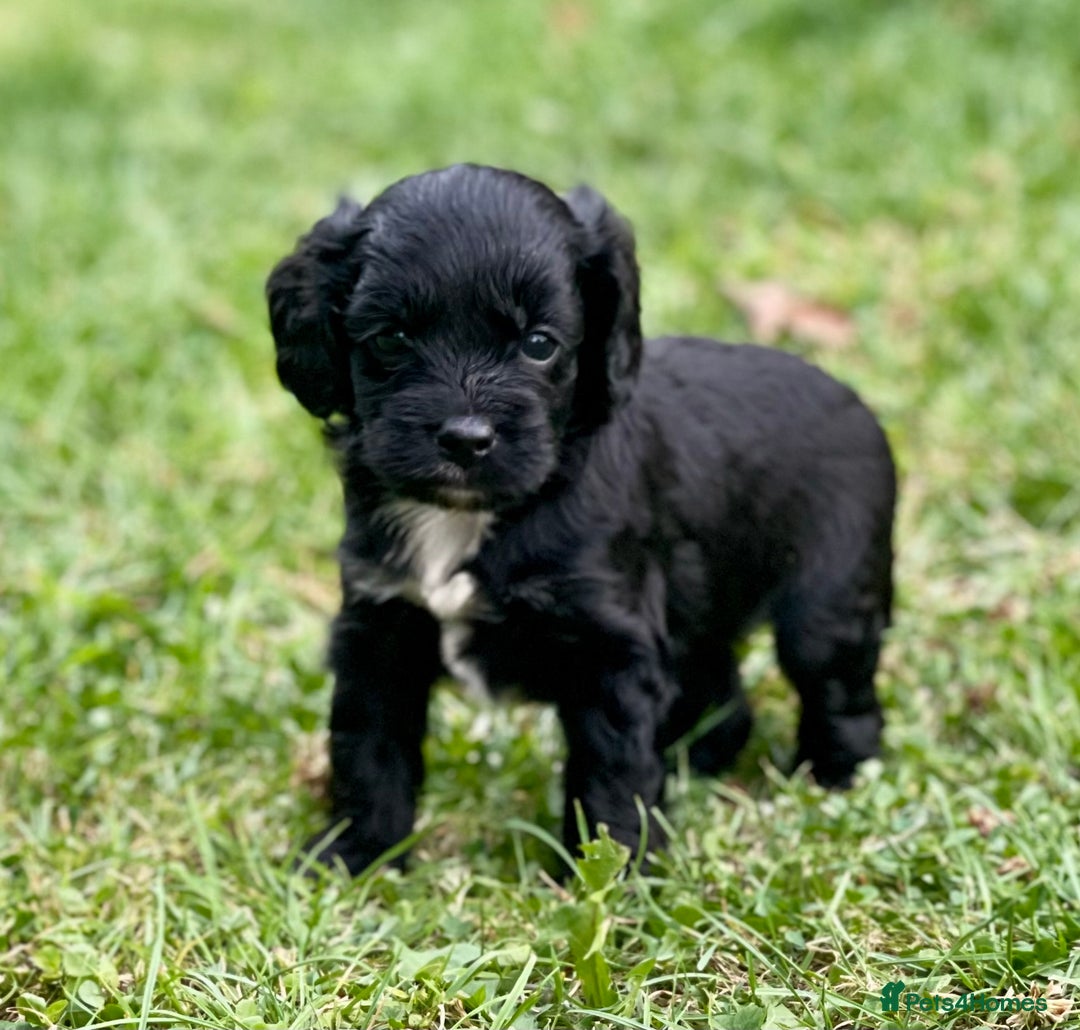 Cavapoo dogs for sale: Stunning Cavapoo babies  - Image 24