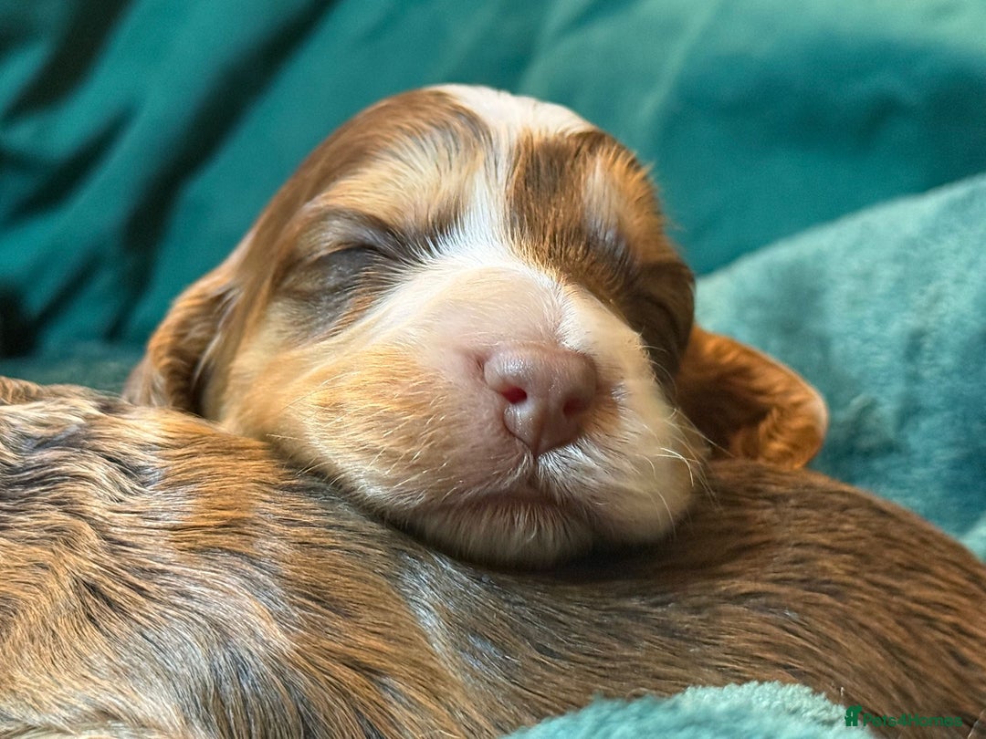 Cockapoo dogs for sale: Charming Mini Cockerpoo puppies  - Advert 6