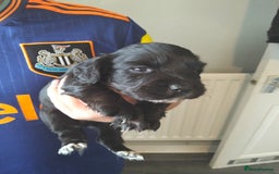 Cocker Spaniel dogs for sale: 7 beautiful cocker spaniels  - Image 21