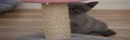 Burmese cats for sale: Affectionate Burmese boys - Advert 4
