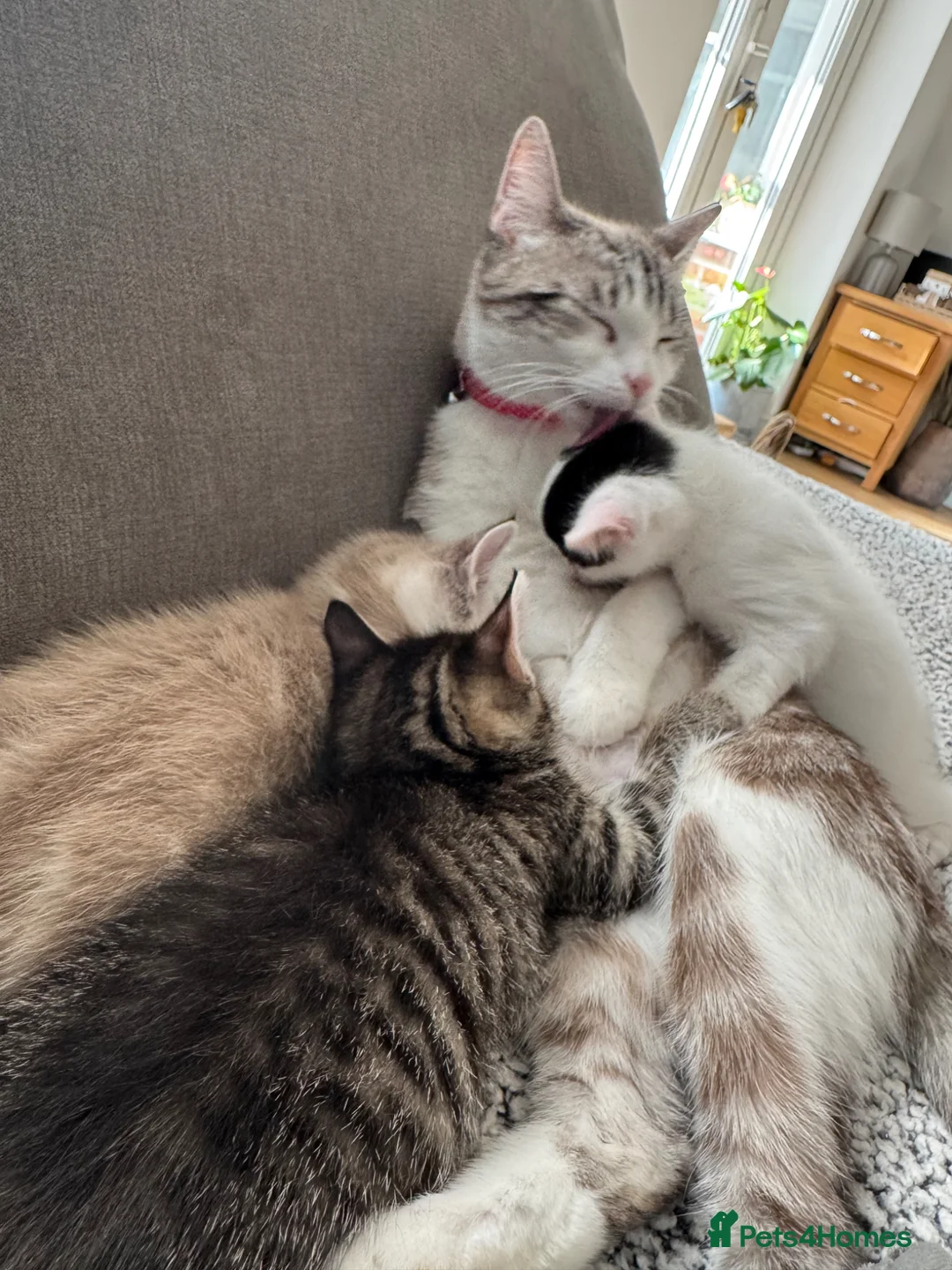 Mixed Breed cats for sale: Tabby girl  - Advert 6