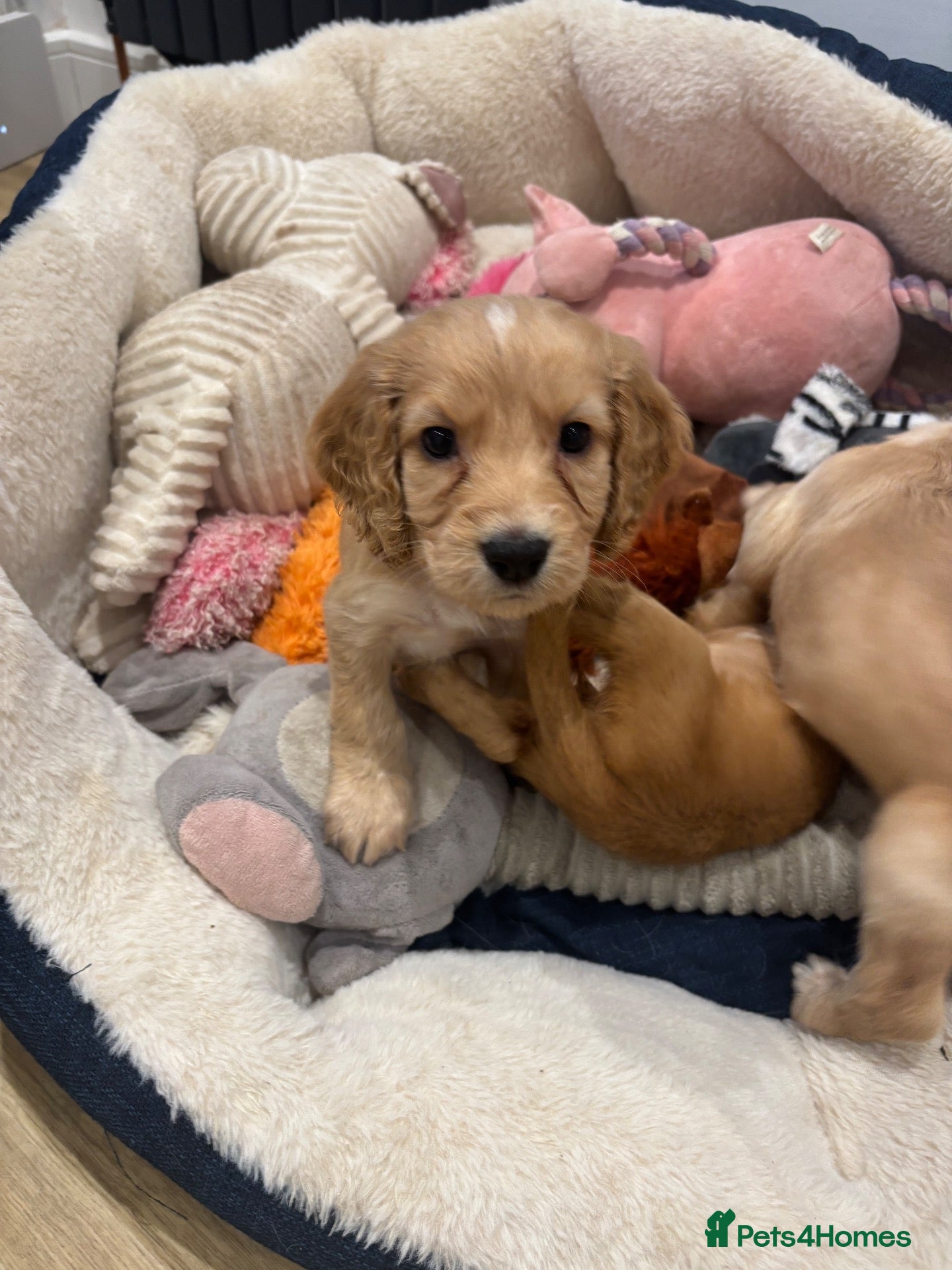 Cocker Spaniel dogs Beautiful working Cocker Spaniel pups. Only 2 left - Advert 1
