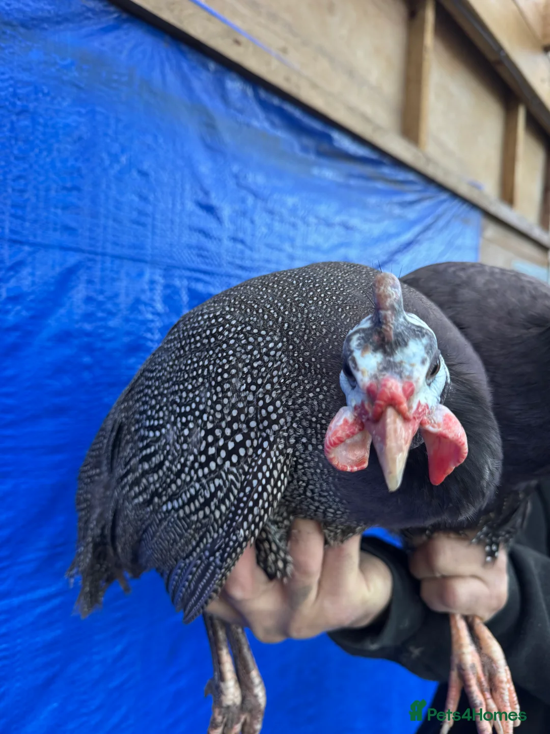Guinea Fowl poultry for sale: Blue Guinea  for sale - Advert 3