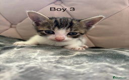 Mixed Breed cats for sale: 6 kittens not ready till 14th August  - Image 19