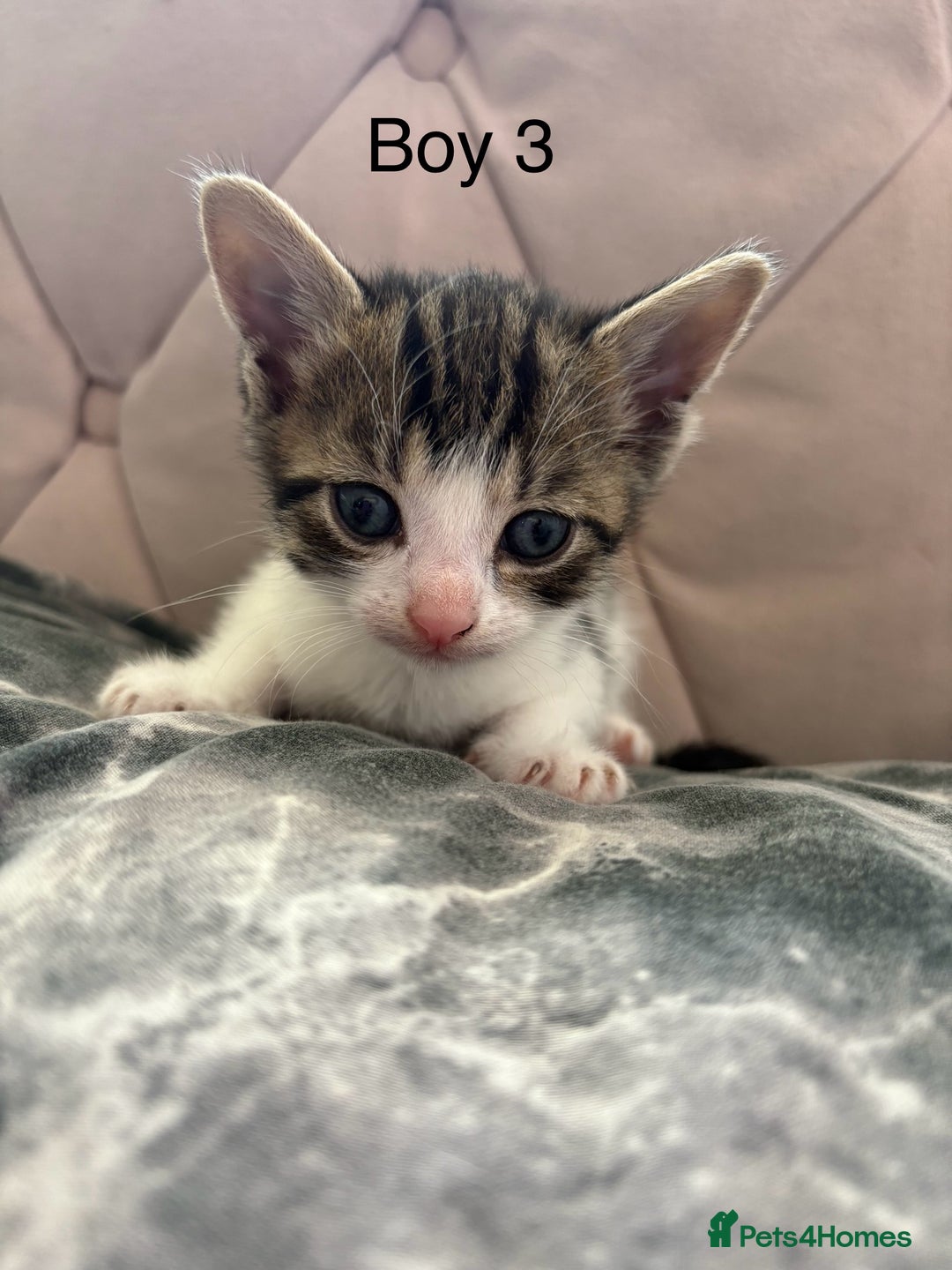 Mixed Breed cats for sale: 6 kittens not ready till 14th August  - Image 19