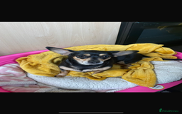 Chihuahua dogs for sale: Chihuahua for sale  - Image 2