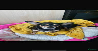 Chihuahua dogs - Advert 8