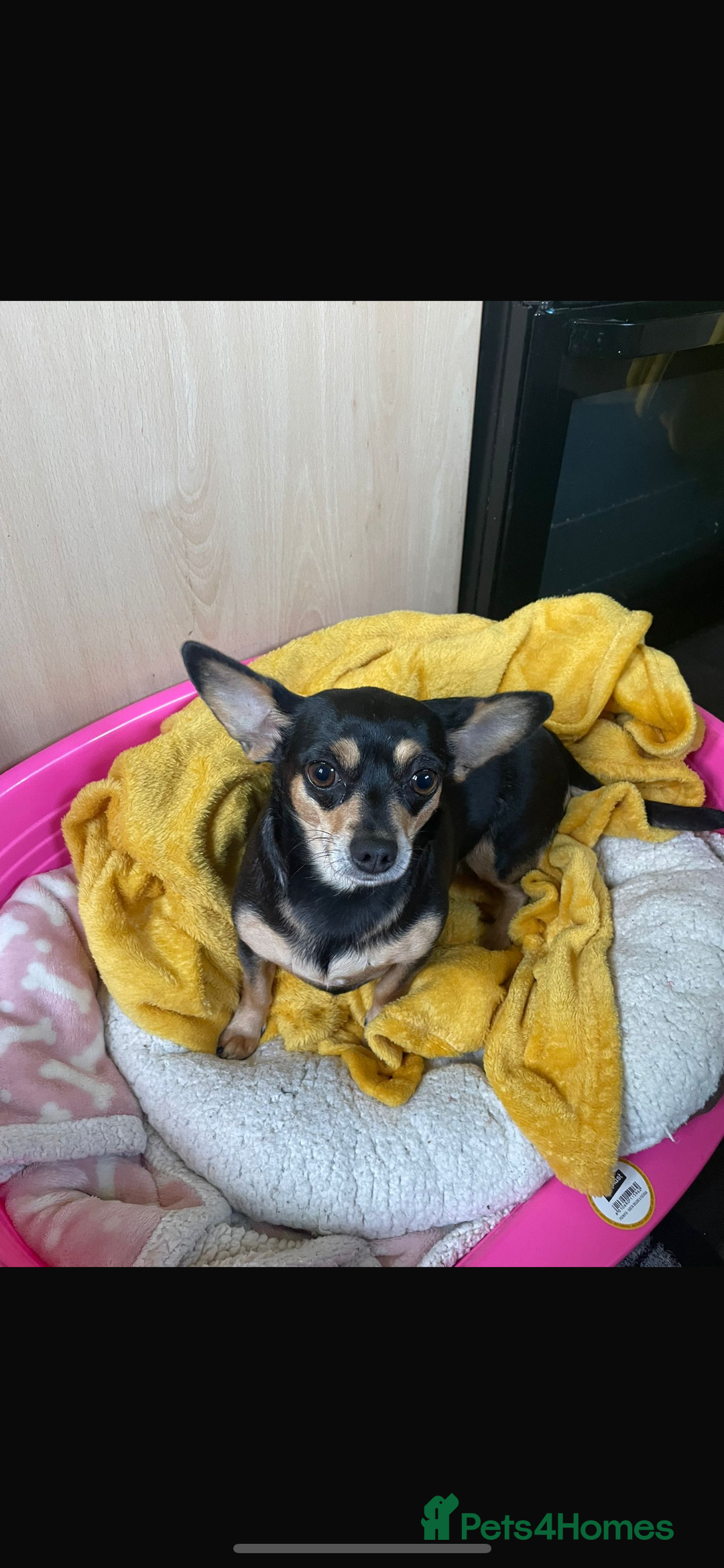Chihuahua dogs for sale: Chihuahua for sale  - Image 2