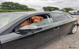 Hungarian Vizsla dogs for sale: Cooper  - Image 2