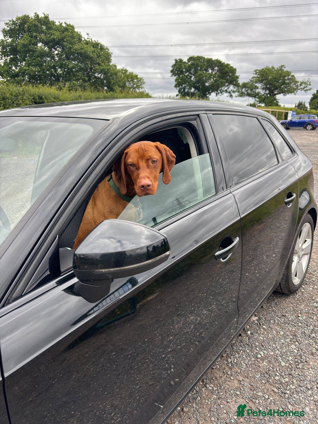 Hungarian Vizsla dogs for sale: Cooper  - Image 2