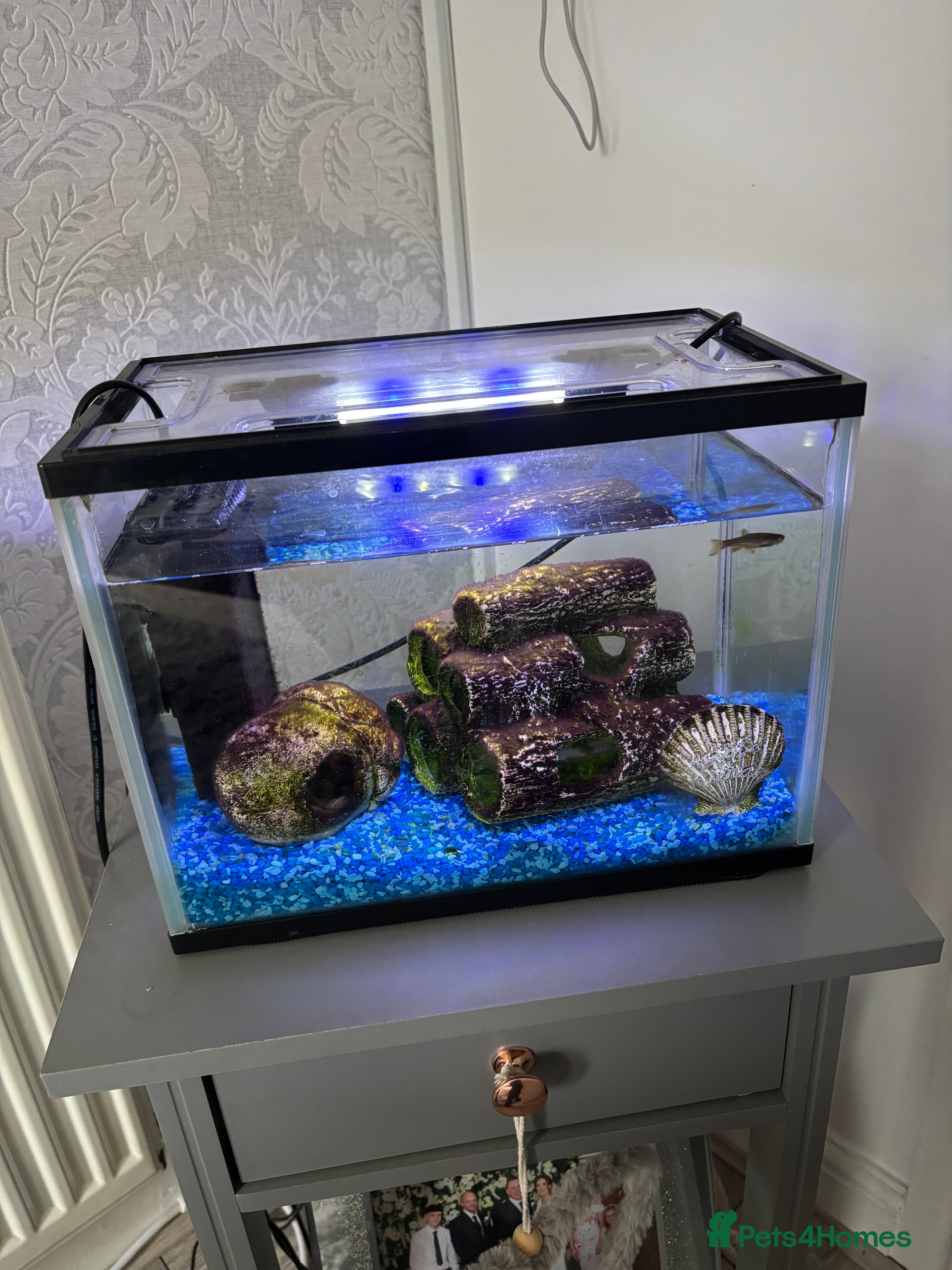 Danios fish 2 danio fish  - Advert 2