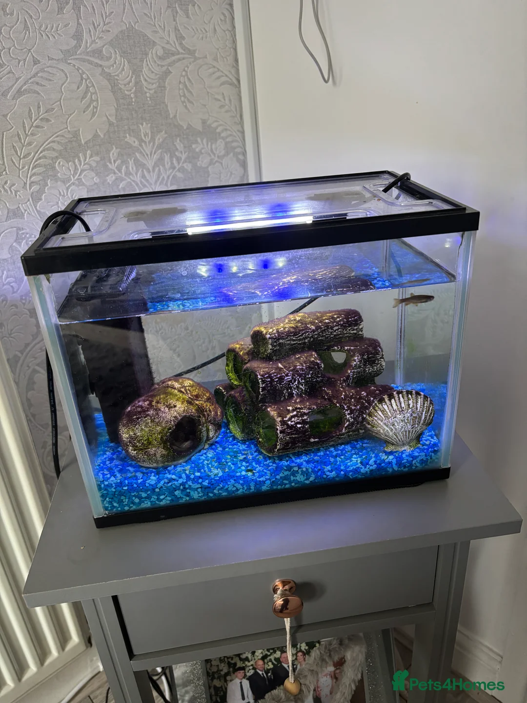 Danios fish for sale: 2 danio fish  - Advert 1