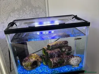 Danios fish 2 danio fish - Advert 14