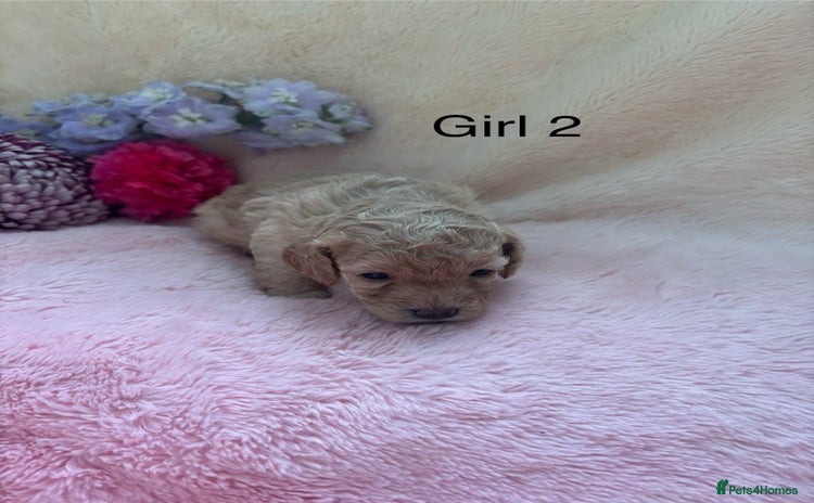 Cockapoo dogs Miniature f1 cocker poodles  - Advert 3