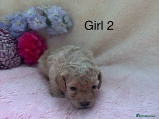 Cockapoo dogs Miniature f1 cocker poodles - Advert 2