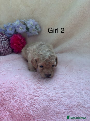 Cockapoo dogs Miniature f1 cocker poodles - Advert 3