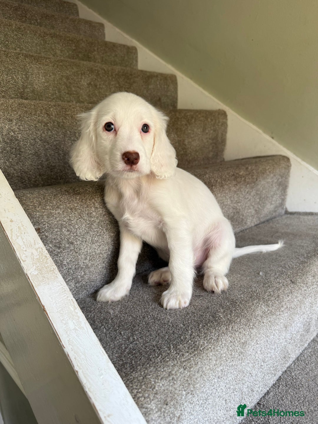 Cockapoo dogs for sale: F2 cockapoo puppies 🐶 ❤️ - Image 7