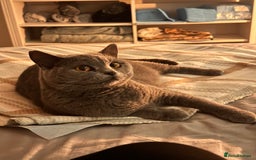 British Shorthair cats for sale: 3 beautiful British Shorthair Kittens  - Advert 7