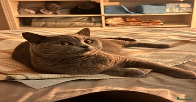 British Shorthair cats - Advert 9