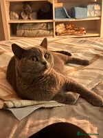 British Shorthair cats - Advert 9