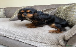 Cavalier King Charles Spaniel dogs for sale: 🐶5 generation kc registered tiny cavalier🐶 - Image 14