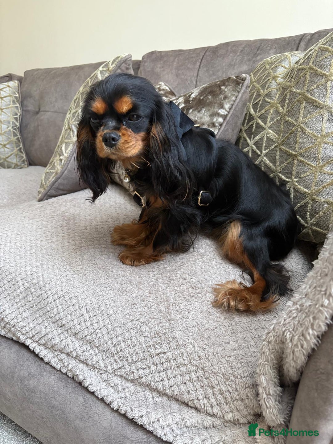 Cavalier King Charles Spaniel dogs for sale: 🐶5 generation kc registered tiny cavalier🐶 - Image 14