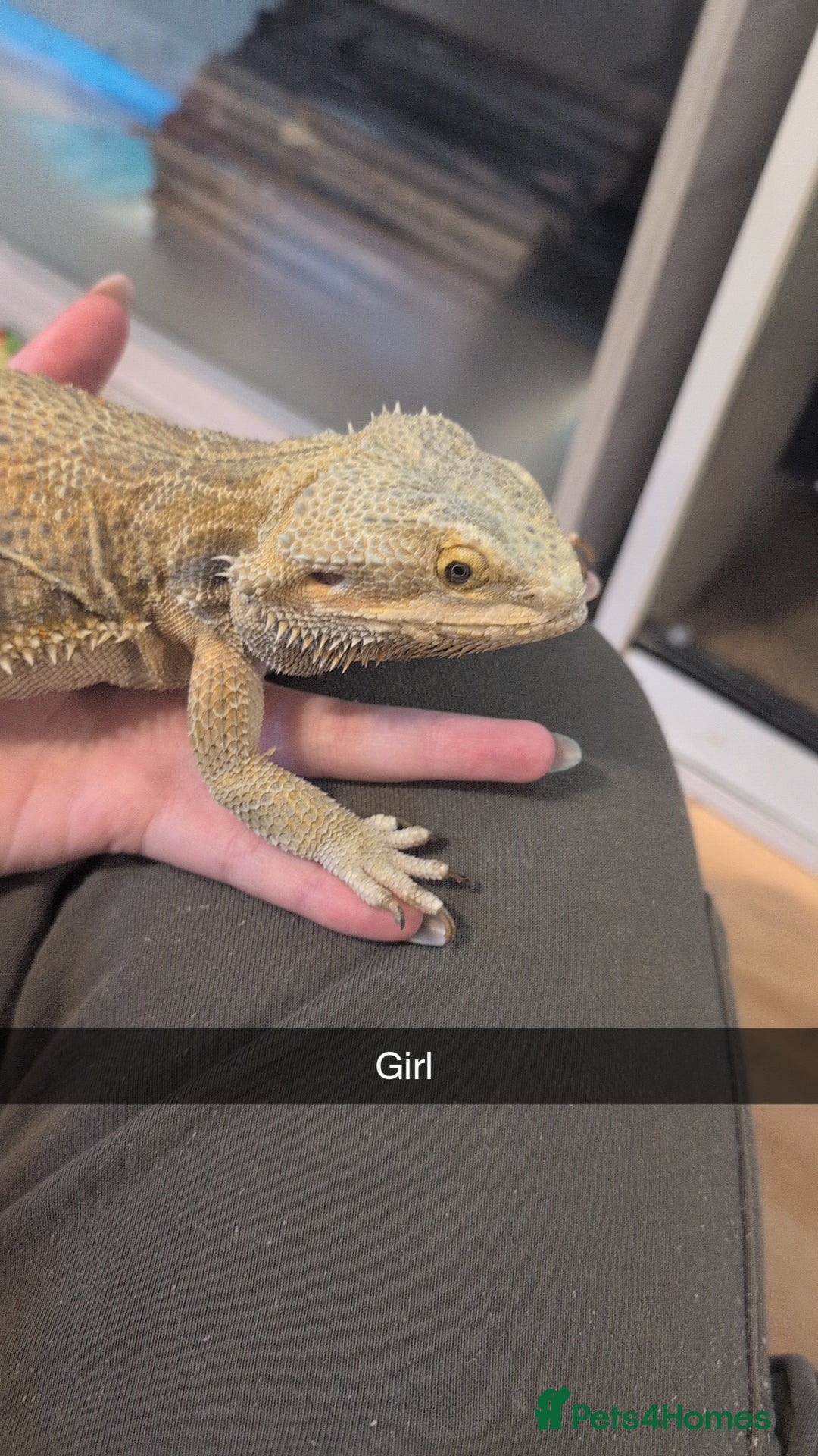 Python Snake reptiles for sale: Reptiles for sale  - Advert 5