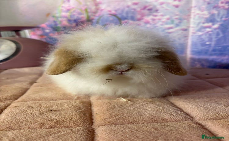 Mini Lion Lop rabbits - Advert 8