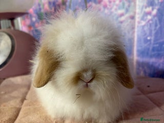 Mini Lion Lop rabbits - Advert 1