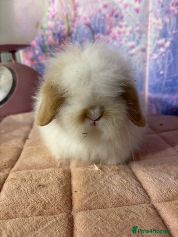 Mini Lion Lop rabbits - Advert 1