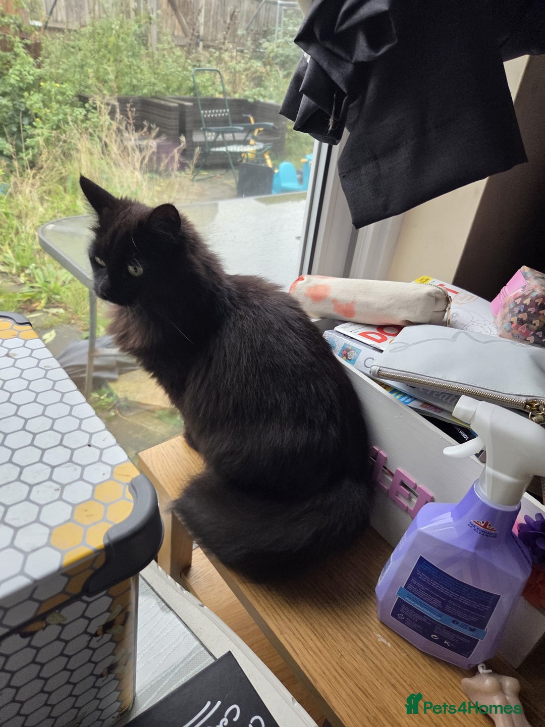 Mixed Breed cats for adoption: Fluffy black rescue cat needs her forever home - Advert 1