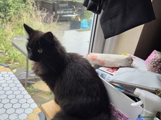 Mixed Breed cats Fluffy black rescue cat needs her forever home - Advert 2