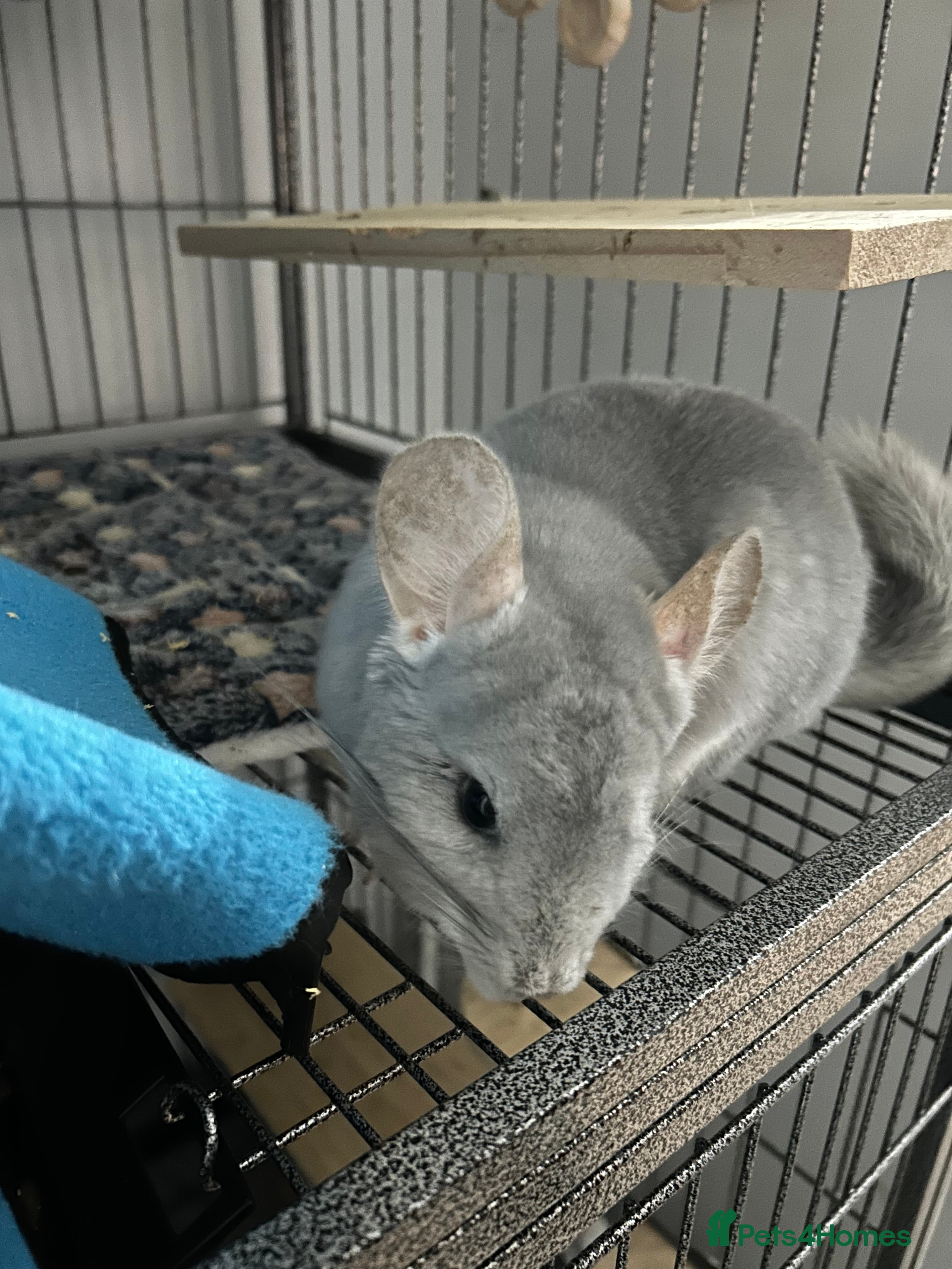 Chinchilla rodents Blue Diamond Male Chinchilla  - Advert 1
