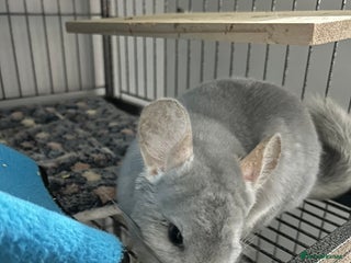 Chinchilla rodents Blue Diamond Male Chinchilla - Advert 1