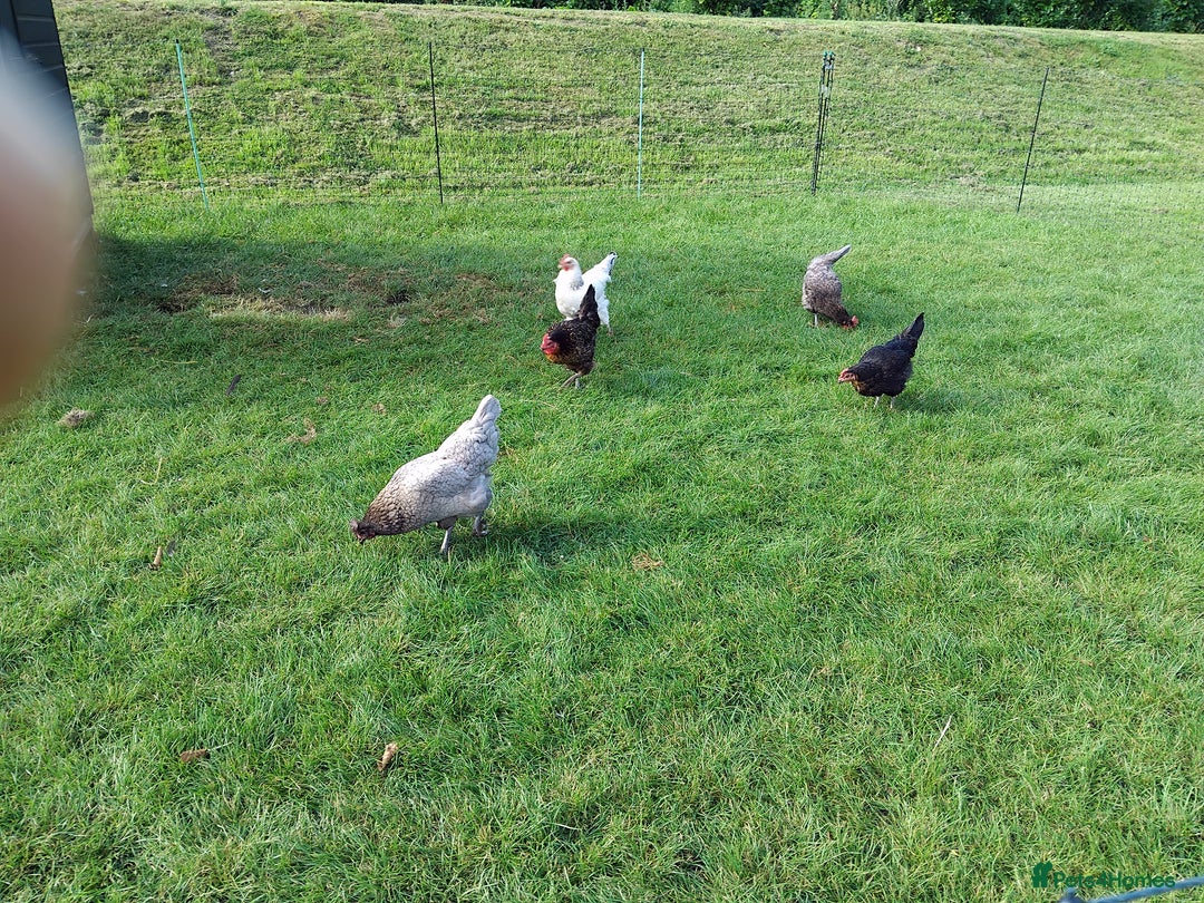 Chickens poultry for sale: Chickens for sale approx 2  years old  - Image 3