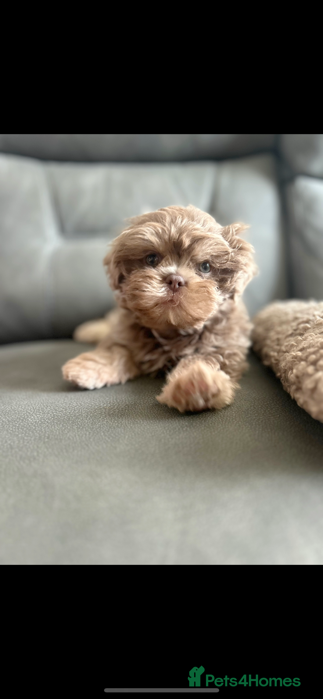Shih Tzu dogs for sale: Stunning Lilac and Tan boy  - Image 4